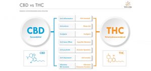 cbd and thc