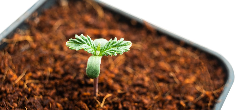 cannabis plants