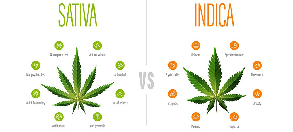 sativa vs indica